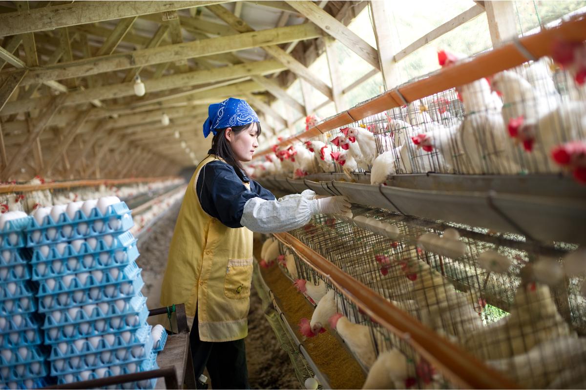 Veja Alguns Dos Aspectos Mais Importantes Da Avicultura