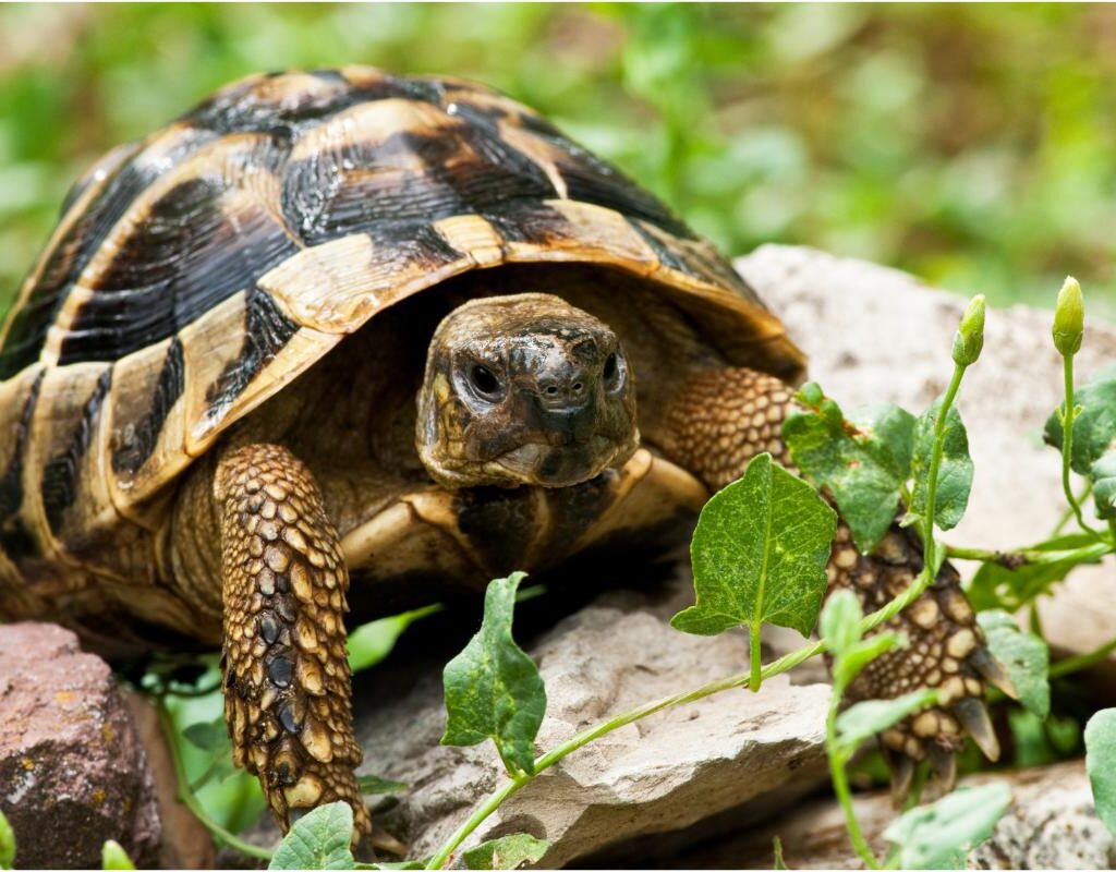 Jabutis Conhe A Mais Sobre Esses Animais Fascinantes