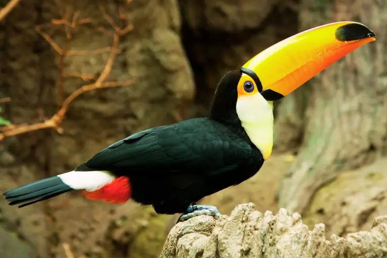 Tucano-toco