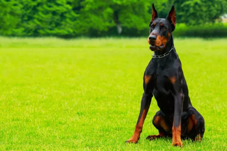 Doberman Pinscher