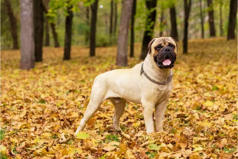 Bullmastiff