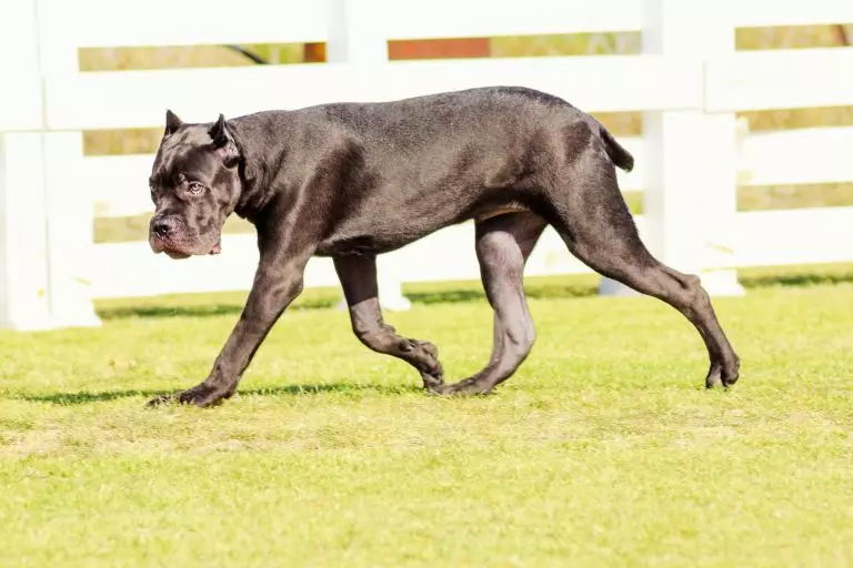 Cane Corso