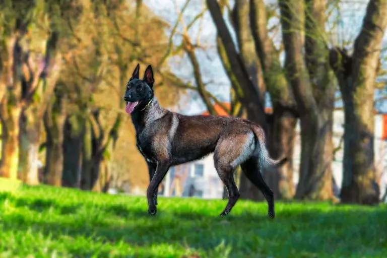 Pastor Belga Malinois