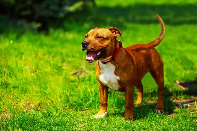 Staffordshire Bull Terrier