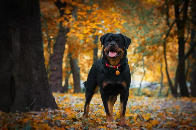 Rottweiler