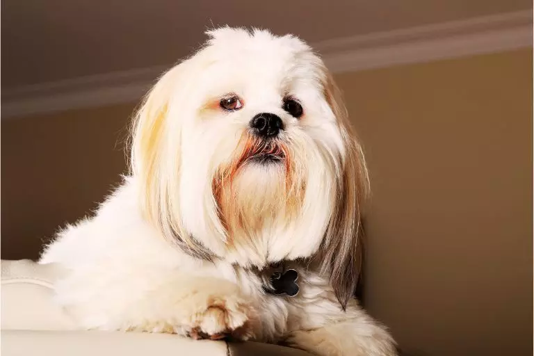 Lhasa Apso