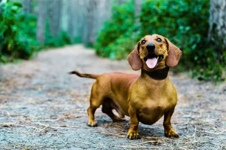 Dachshund