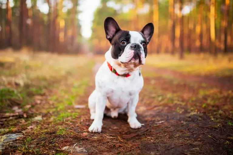 Buldogue Francês