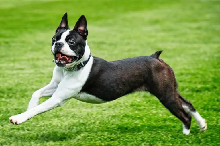 Boston Terrier