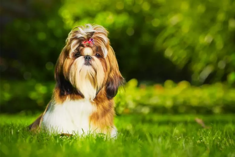 Shih Tzu