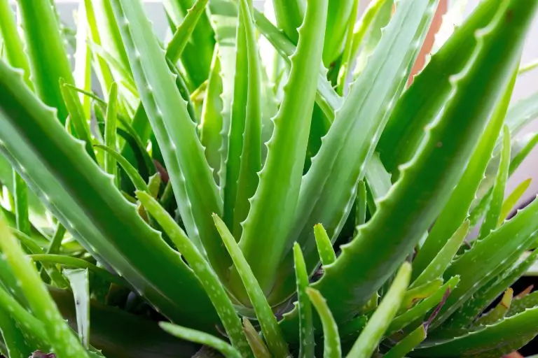 Aloe vera