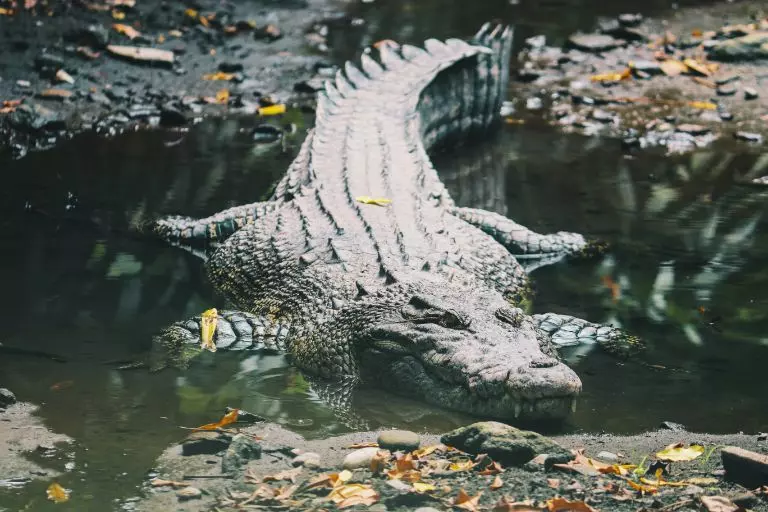 Crocodilo de água salgada