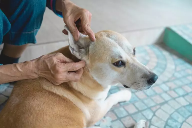 Cachorro com carrapato