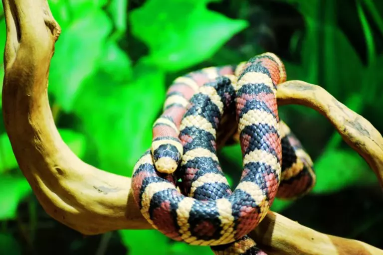 Lampropeltis getula californiae