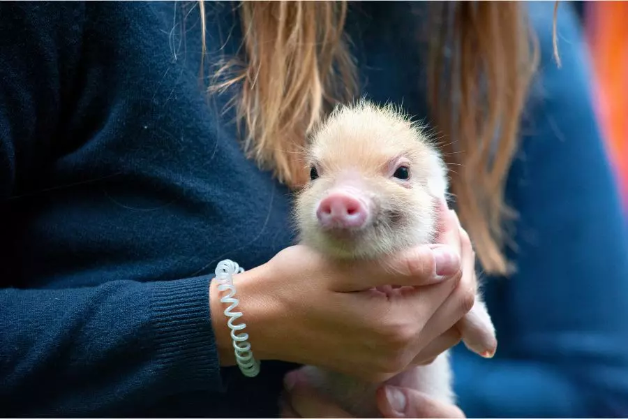 Mini porco