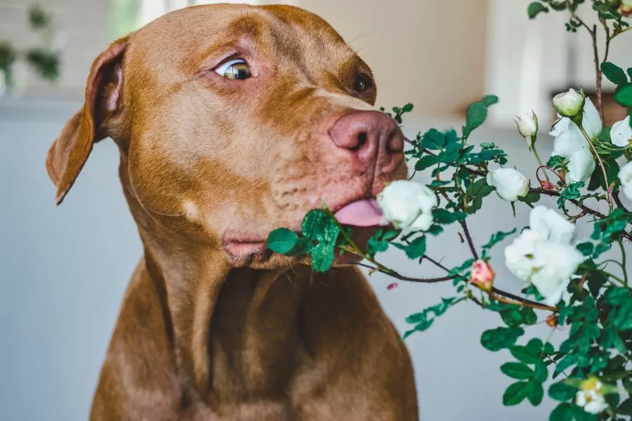 5 Plantas que devem ser evitadas por quem tem cachorro