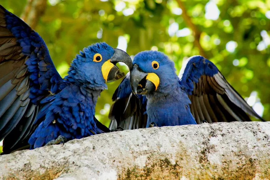Conheça 10 animais nativos e exclusivos do Brasil
