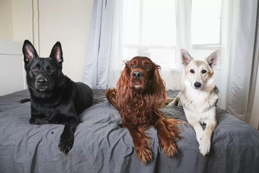 10 raças de cães de guarda