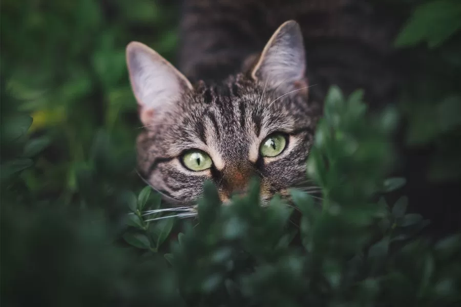 Qual a diferença de um gato normal para um gato-do-mato?