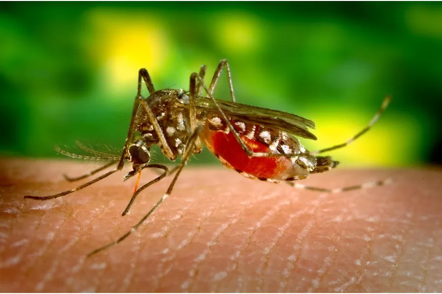Mosquitos causam danos a saúde?