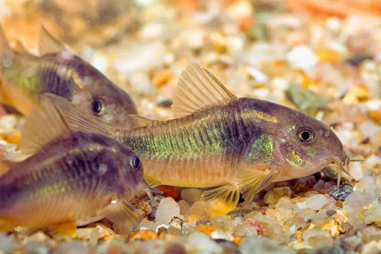 Corydoras