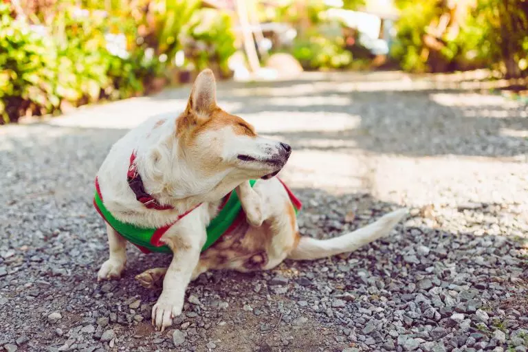 Cachorro com piolho