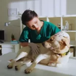 Veterinária e cachorro