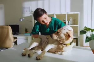 Veterinária e cachorro