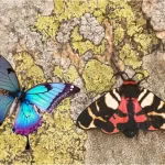 Borboletas e mariposas