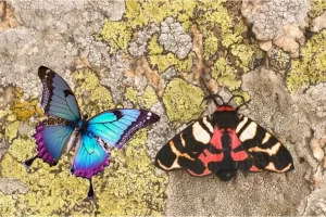 Borboletas e mariposas