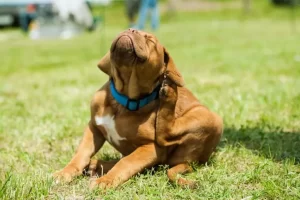 Cachorro coçando