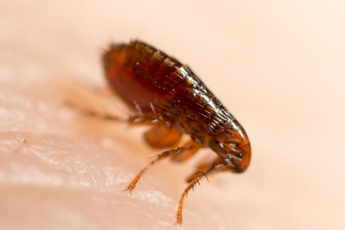 Remédio para pulga: Tudo o que você precisa saber - Imagem Canva Pró