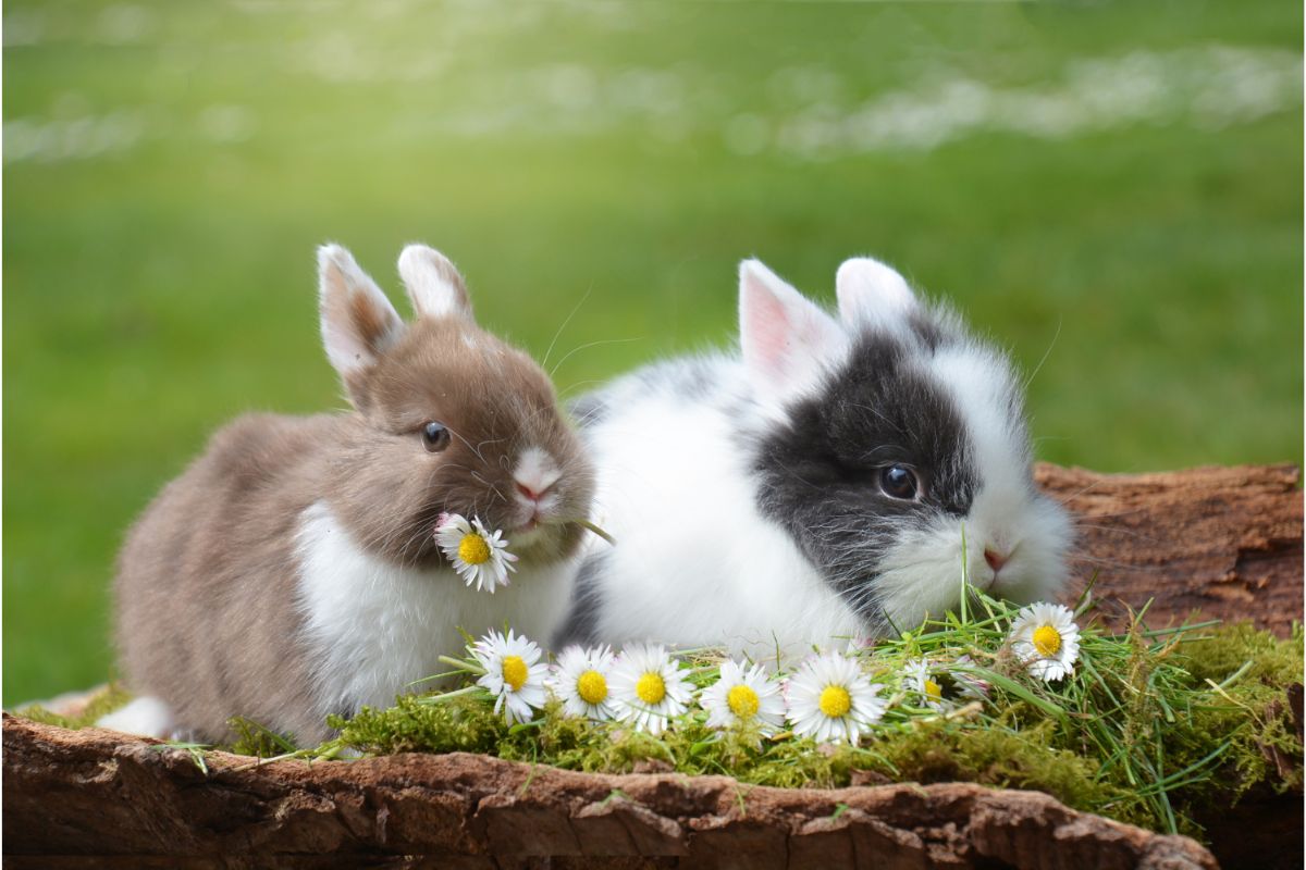 Descubra por que o coelho é o símbolo da Páscoa - Imagem Canva Pró