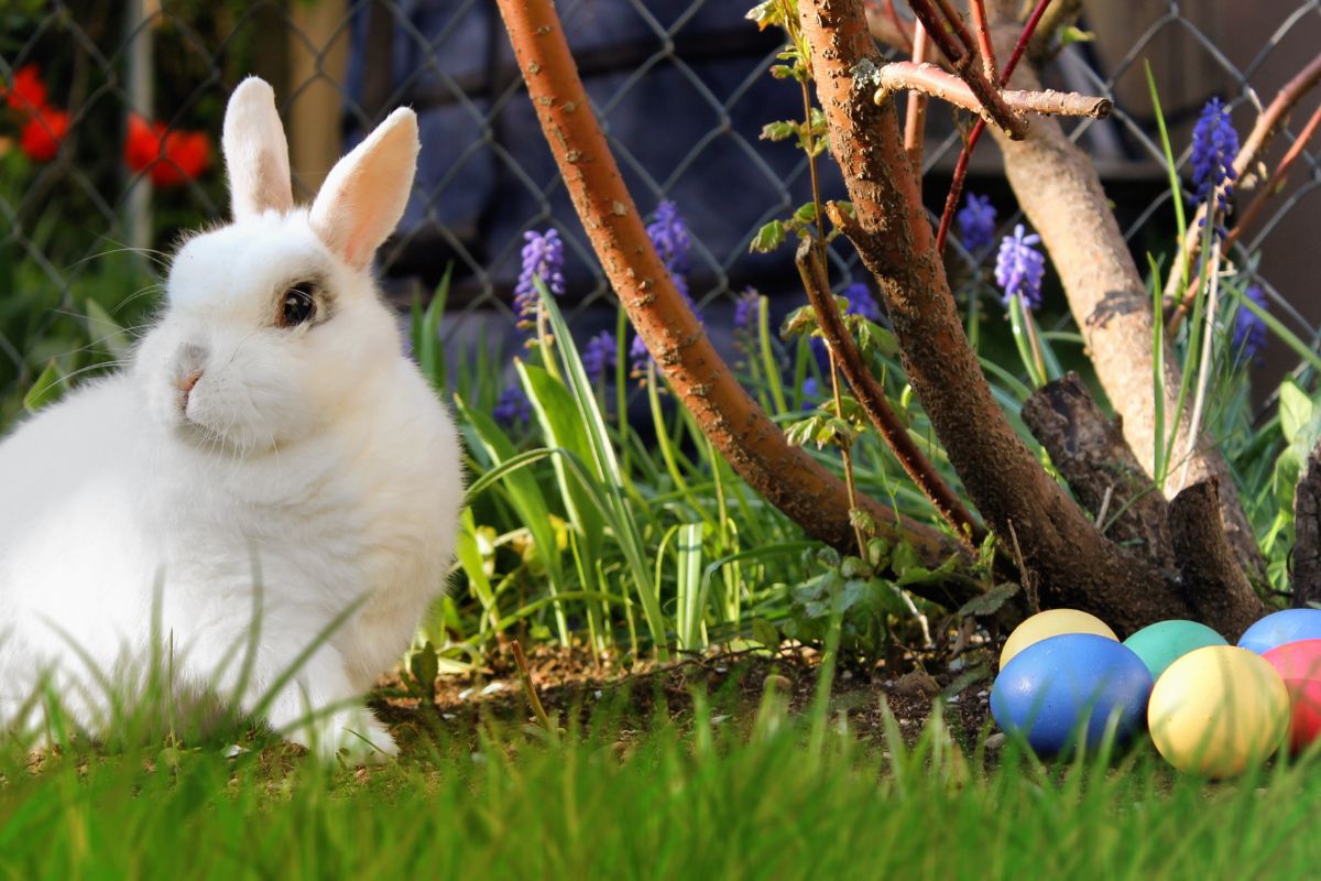Descubra por que o coelho é o símbolo da Páscoa - Imagem Canva Pró