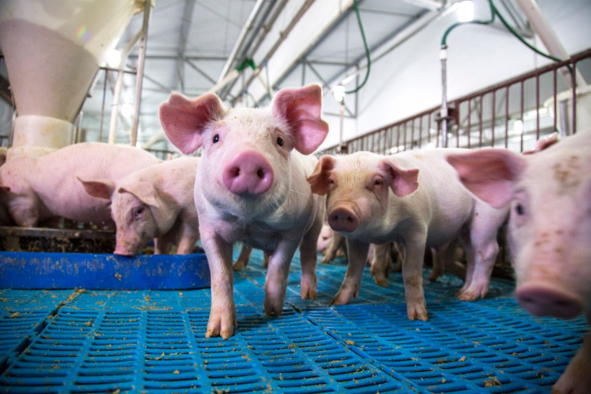 Principais doenças que podem afetar a saúde dos porcos - Imagem Canva Pró