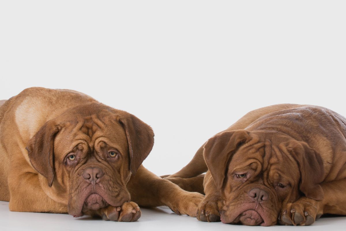 A cinomose canina é uma doença letal?