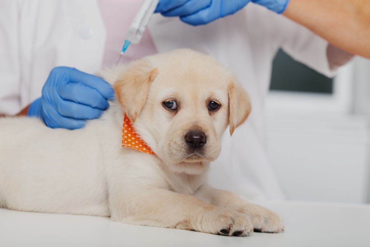 A cinomose canina é uma doença letal? — Imagem Canva pro 