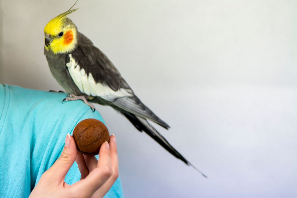 Calopsita: conheça mais sobre essas aves cativantes e como cuidar delas - Imagem Canva Pró