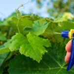 Adeus às cochonilhas: métodos eficazes para manter suas plantas saudáveis - Imagem Canva Pró