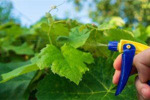 Adeus às cochonilhas: métodos eficazes para manter suas plantas saudáveis - Imagem Canva Pró