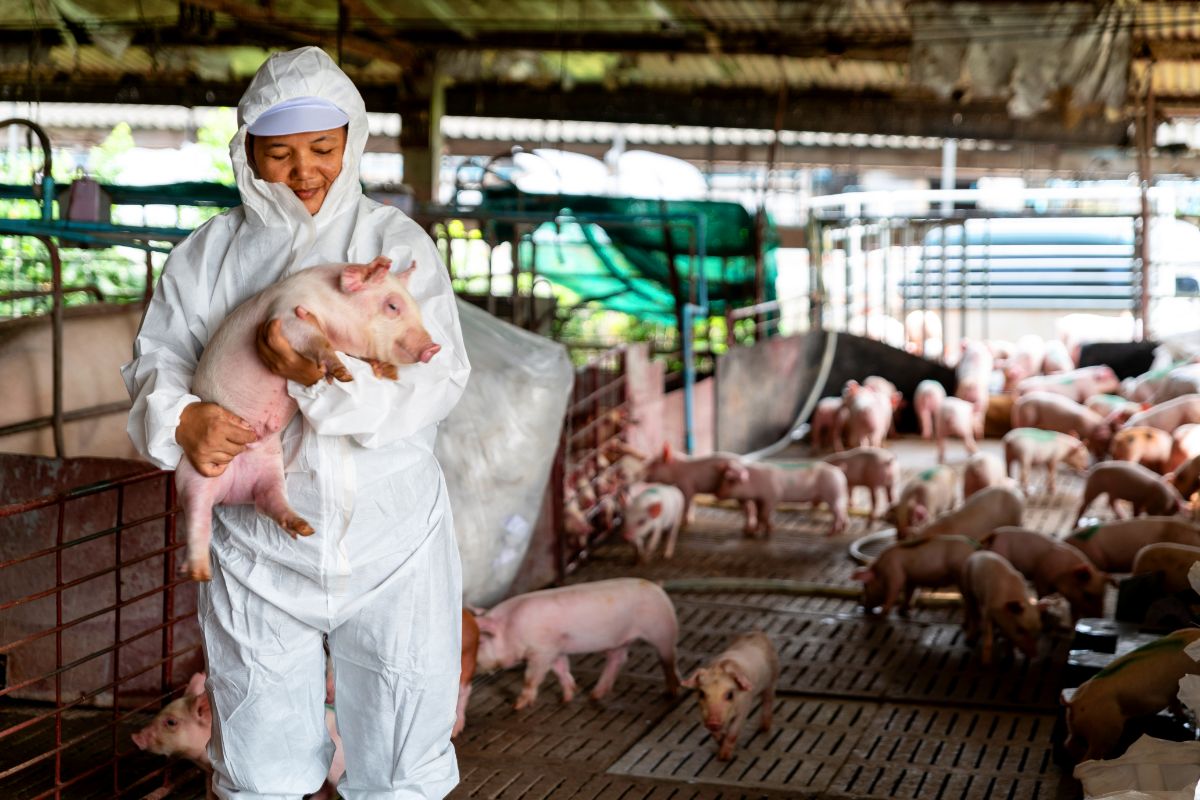 Principais doenças que podem afetar a saúde dos porcos - Imagem Canva Pró