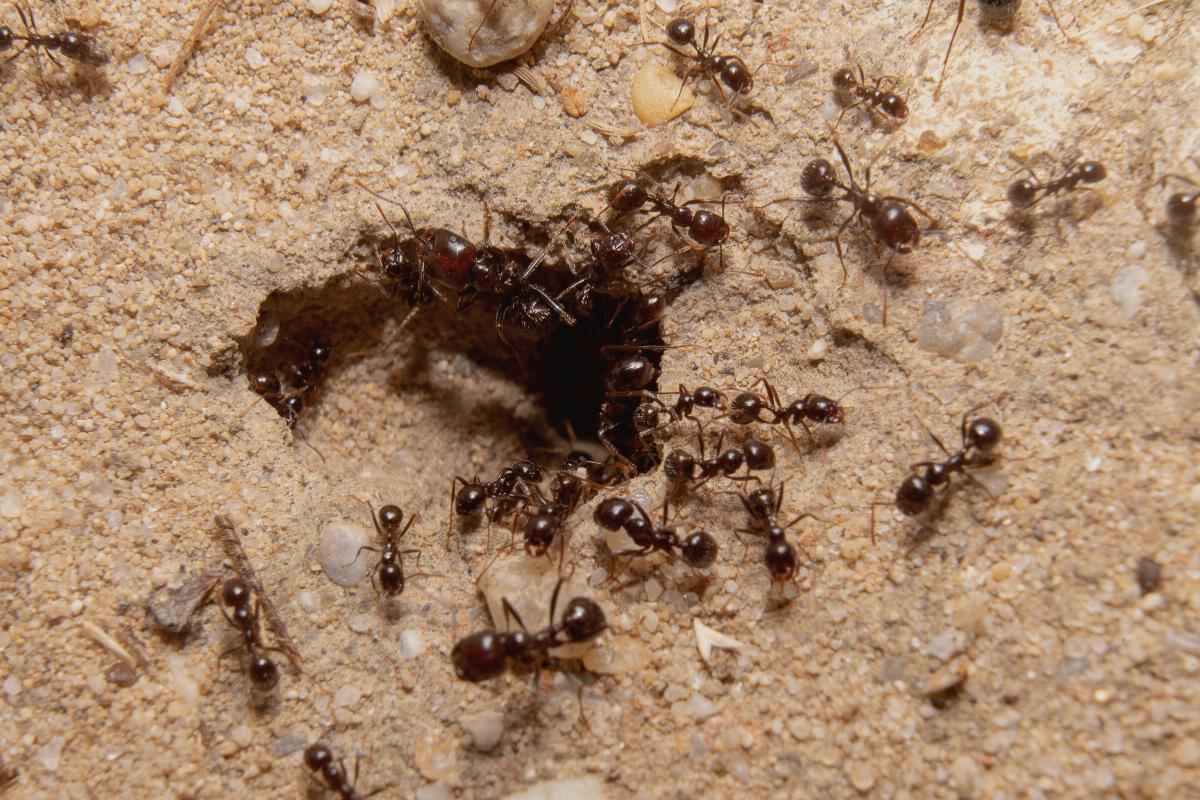 Por que a formiga ataca?