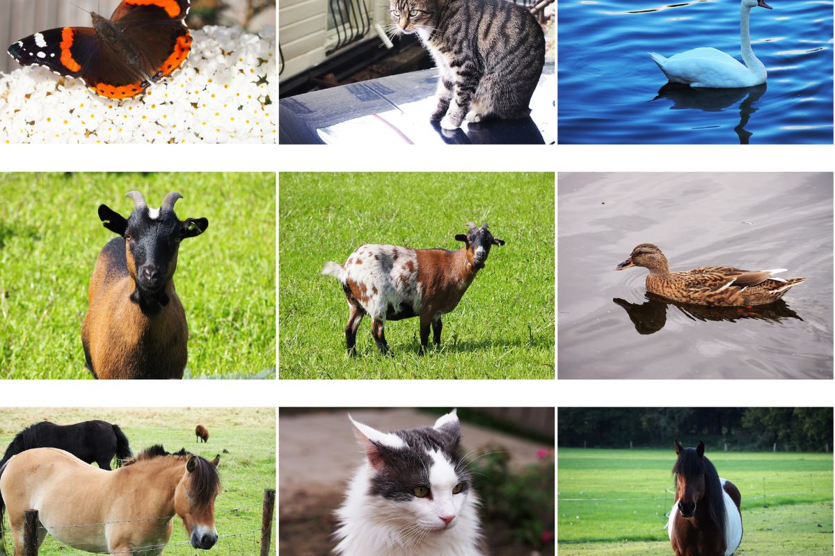 Descubra os tipos de animais: guia completo para amantes da natureza - Imagem Canva Pro