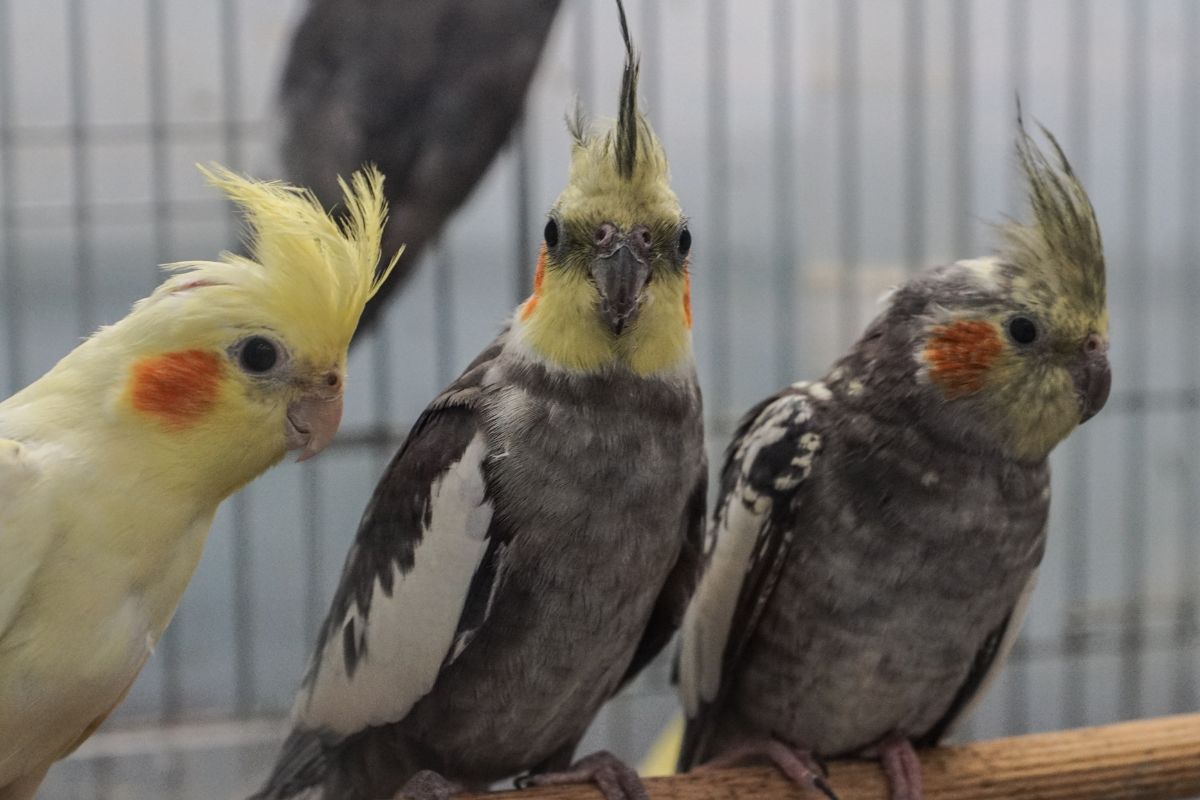 Calopsita: conheça mais sobre essas aves cativantes e como cuidar delas