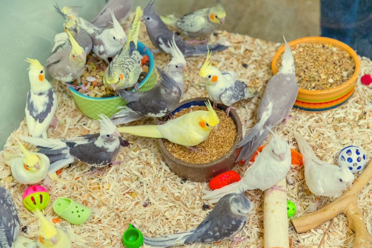 Calopsita: conheça mais sobre essas aves cativantes e como cuidar delas - Imagem Canva Pró