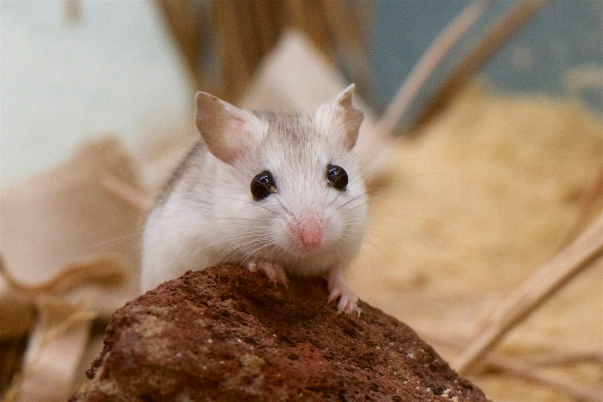 Beneficio do rato para os humanos - Imagem Canva Pro