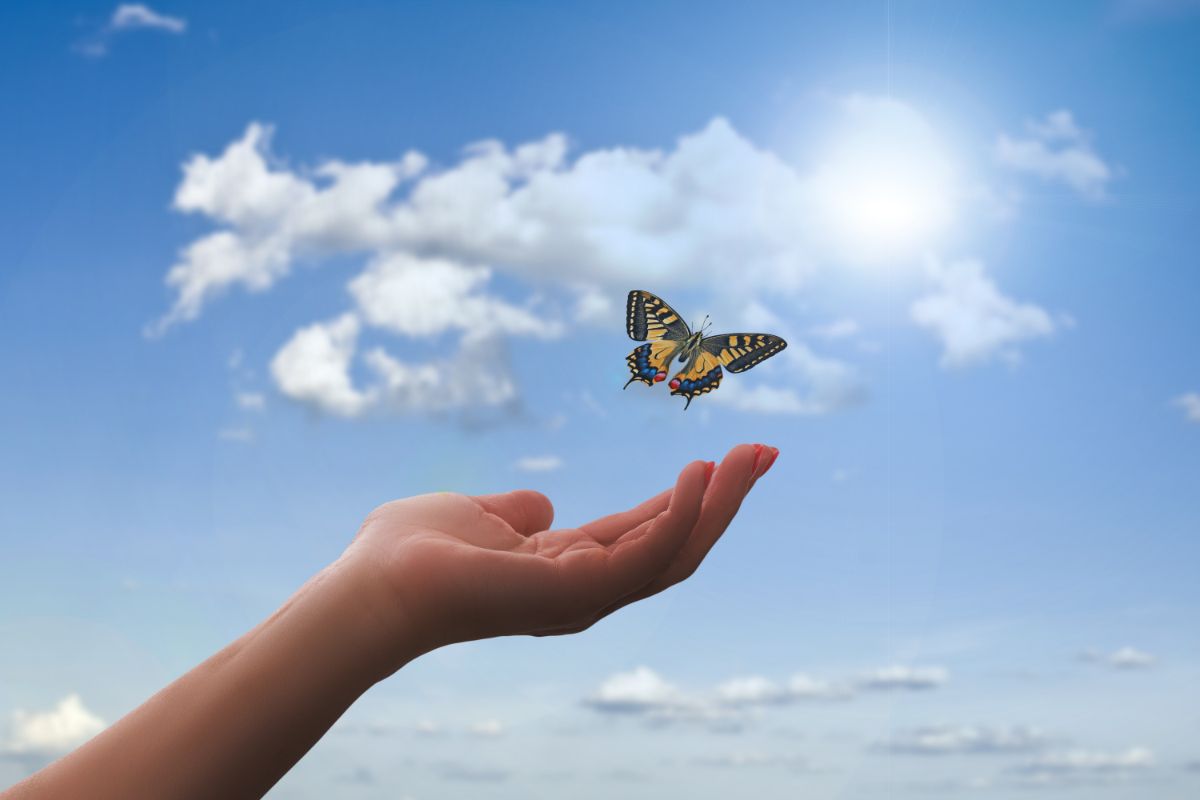 Quais as principais diferenças entre borboletas e mariposas - Imagem Canva Pro