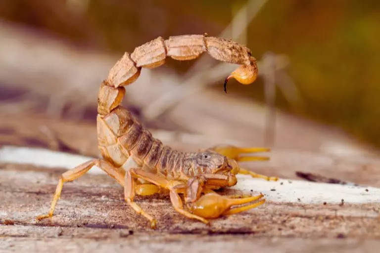 Escorpião amarelo