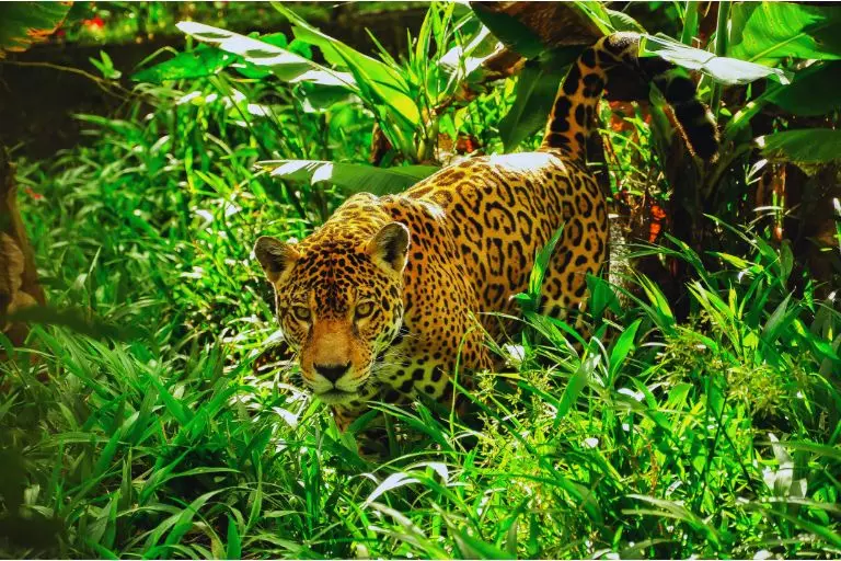 A diversidade da vida na Floresta Amazônica