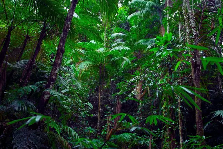 A importância da Floresta Amazônica para o clima global